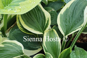 Hosta 'Lakeside Rocky Top'