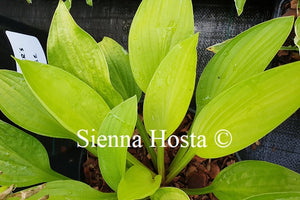 Hosta Blackfoot