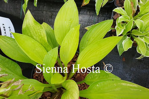 Hosta Blackfoot