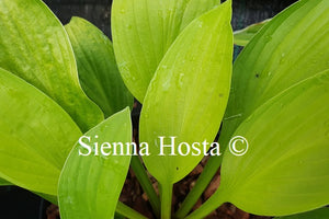 Hosta Blackfoot