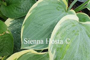 Hosta 'Lakeside Hazy Morn'