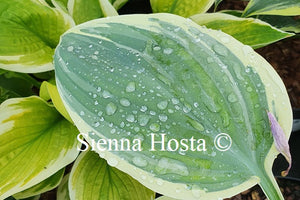 Hosta 'Lakeside Hazy Morn'