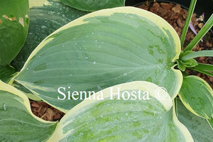 Hosta 'Lakeside Hazy Morn'