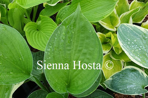 Hosta 'Pete's Dark Satellite'