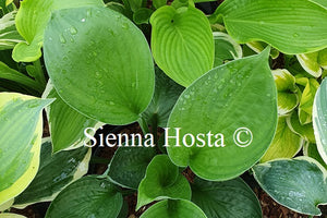 Hosta 'Pete's Dark Satellite'