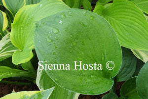 Hosta 'Pete's Dark Satellite'
