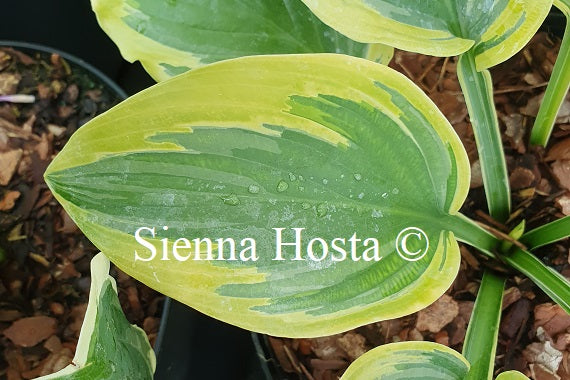 Hosta 'Snickers' Surprise'