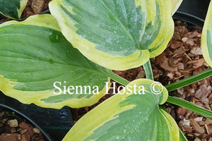 Hosta 'Snickers' Surprise'
