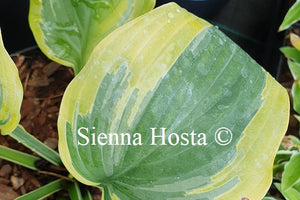 Hosta 'Snickers' Surprise'