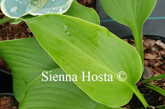 Hosta 'Grape Fizz'