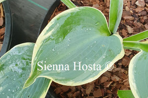 Hosta 'Sophisticated Lady'