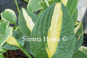 Hosta Alan Titchmarsh