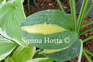 Hosta Alan Titchmarsh