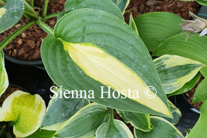 Hosta Alan Titchmarsh