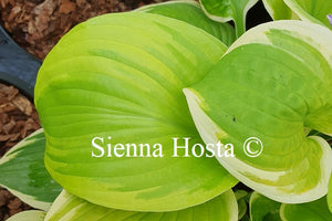 Hosta 'Moon Dance'