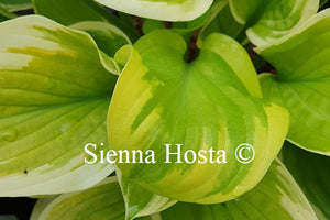 Hosta 'Moon Dance'