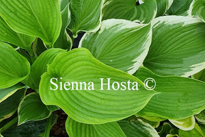 Hosta 'The Leading Edge'