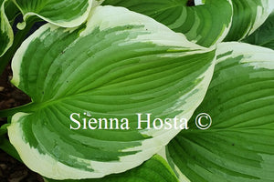 Hosta 'The Leading Edge'