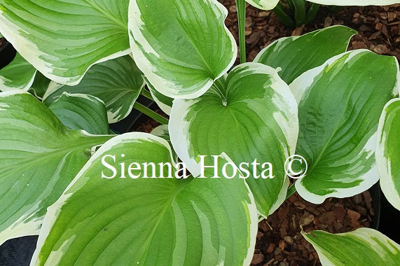 Hosta 'Shirley Vaughn'