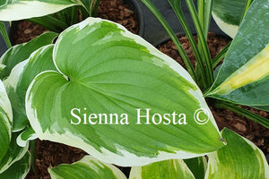 Hosta 'Shirley Vaughn'