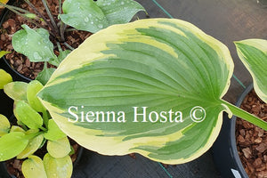 Hosta 'Light Ray'