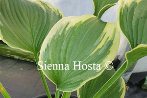 Hosta 'Light Ray'