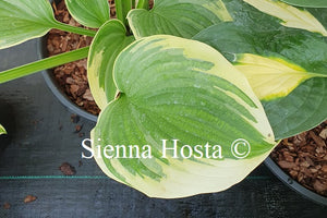 Hosta 'Light Ray'