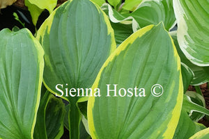 Hosta 'Treasure Hunt'
