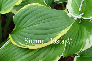 Hosta 'Treasure Hunt'