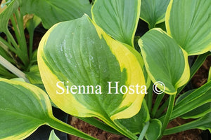 Hosta 'Treasure Hunt'