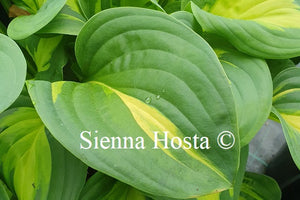 Hosta 'Emerald Charger'