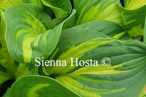 Hosta 'Emerald Charger'