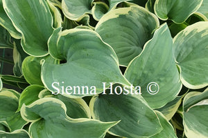 Hosta 'Bob Deane'