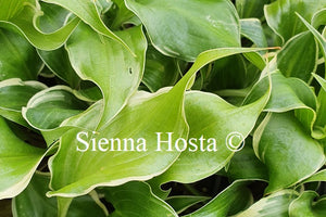 Hosta 'Frosted Raspberry'