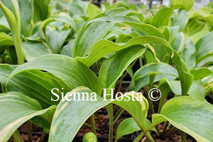 Hosta 'Monkey Business'