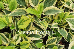 Hosta 'Cameo'