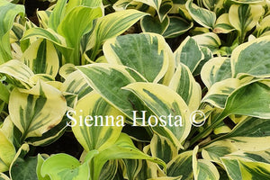 Hosta 'Cameo'