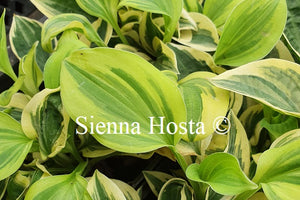 Hosta 'Cameo'