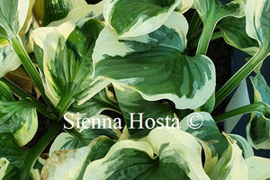 Hosta 'Christmas Pageant'