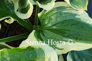 Hosta 'Christmas Pageant'