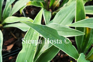 Hosta 'Kinky Boots'