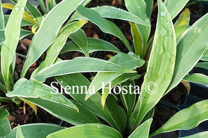 Hosta 'Kinky Boots'