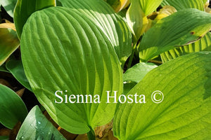 Hosta 'Ki Ren Jyaku'