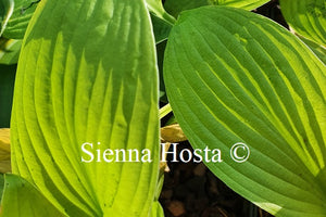 Hosta 'Ki Ren Jyaku'