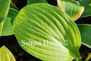 Hosta 'Ki Ren Jyaku'