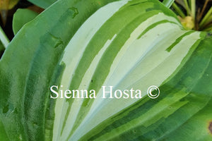 Hosta 'Parthenon'