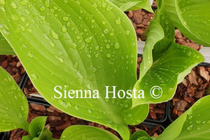 Hosta 'Age of Gold'