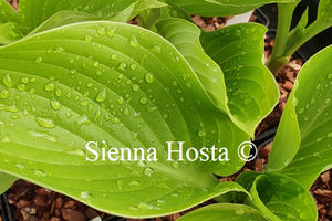 Hosta 'Age of Gold'