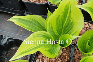 Hosta 'Coastal Treasure'