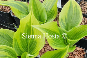 Hosta 'Coastal Treasure'